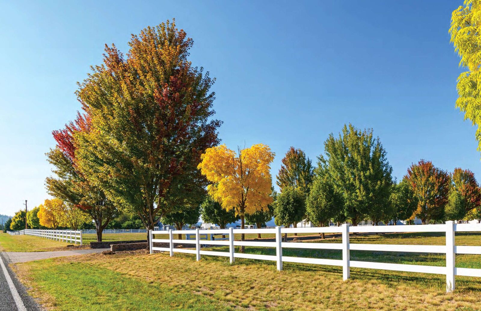 White vinyl ranch rail fence along a tree-lined property