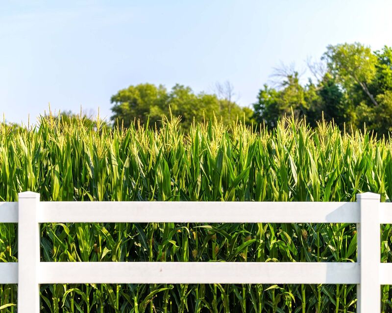 White vinyl two-rail ranch fence at the edge of a corn field