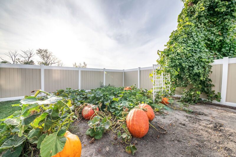 Two-tone vinyl privacy fence with tan infill and white posts behind a pumpkin garden