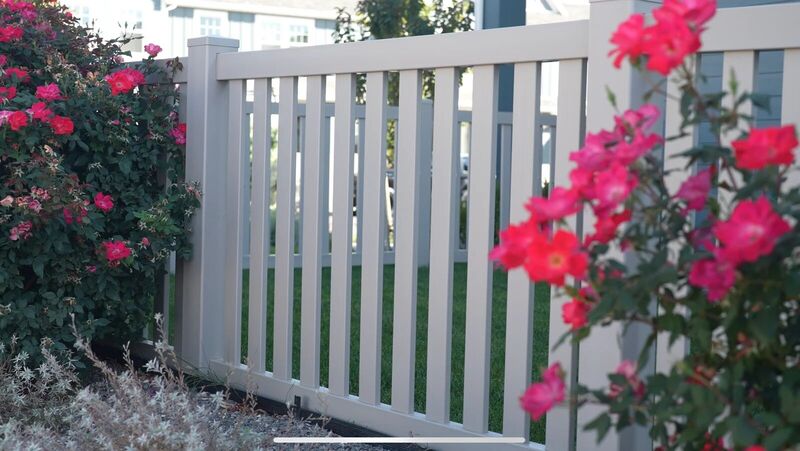 Tan vinyl closed picket fence behind blooming rose bushes